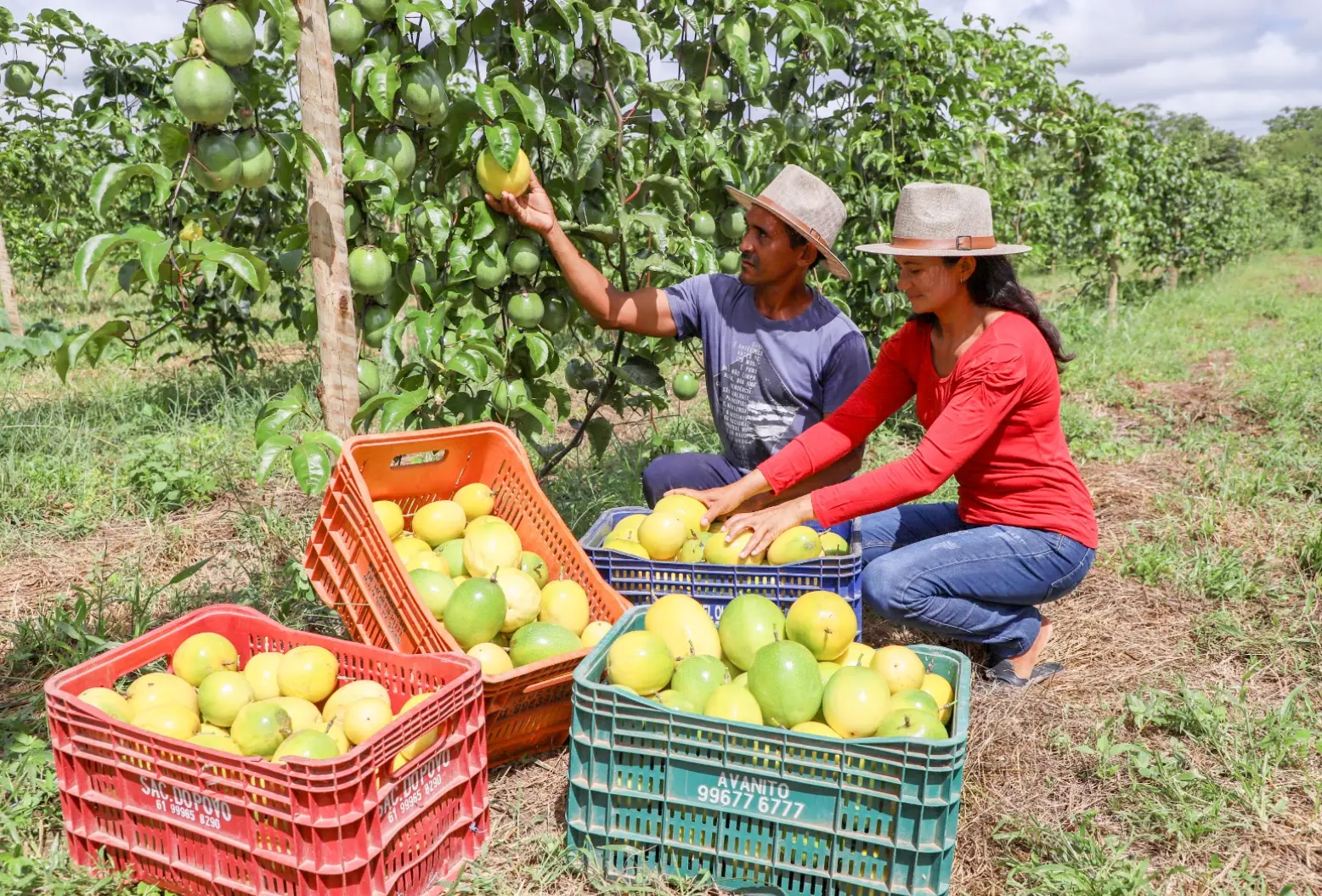 Frutas do Nordeste dominam exportações brasileiras em 2025