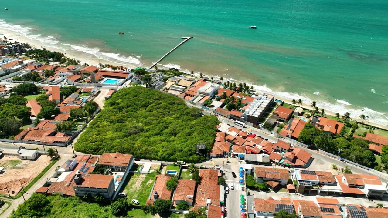 Cajueiro do RN pode deixar de ser o maior do mundo após poda; saiba mais