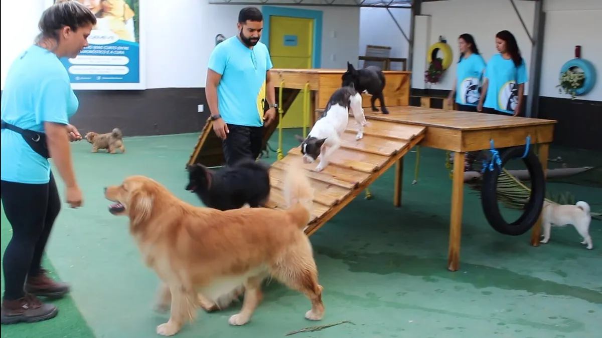 Setor pet impulsiona economia na Bahia com serviços variados como creche canina e crematório animal