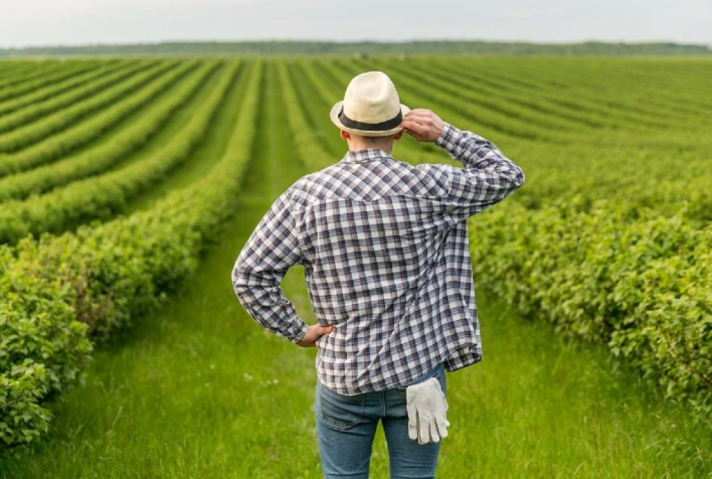 Taxa de inadimplência no agronegócio atinge 7% na Caixa Econômica