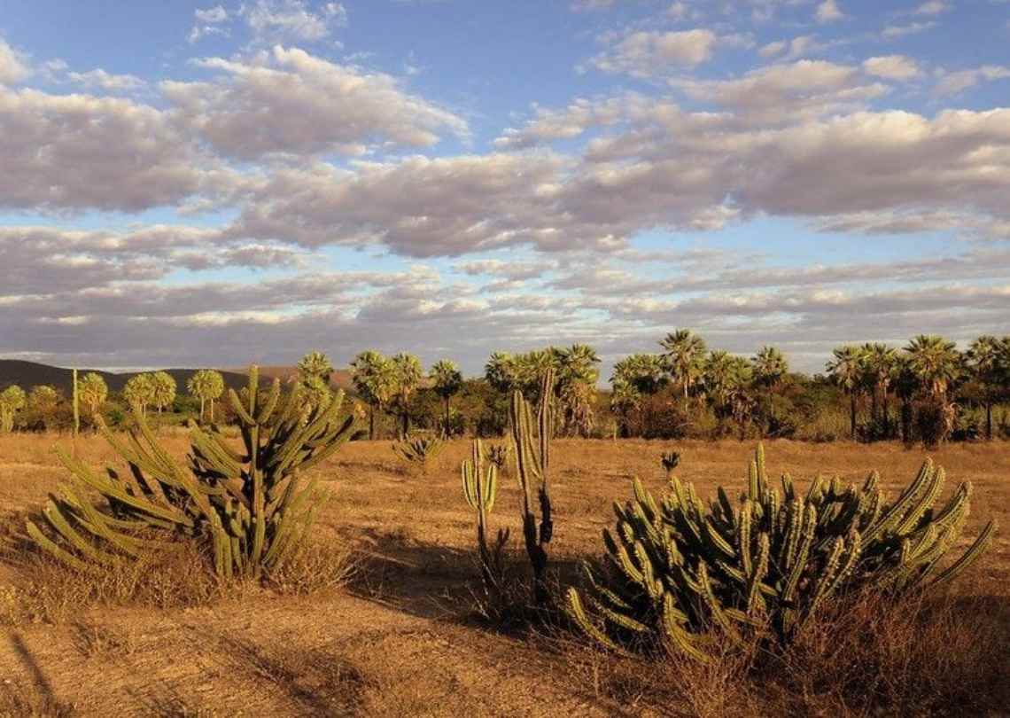Caatinga terá área recuperada para combater a desertificação no Brasil