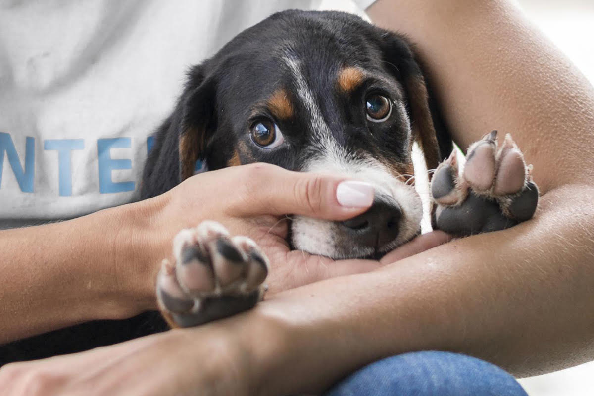 Campanha de adoção animal reúne cães e gatos para adoção em Aracaju