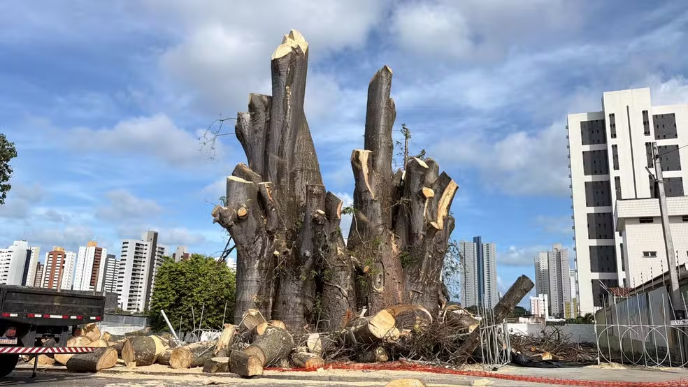 Poda do Baobá do Poeta avança para recuperação da árvore em Natal