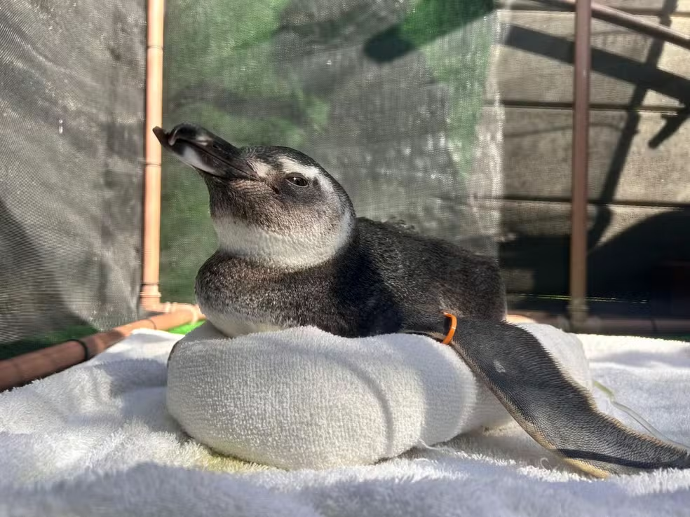 Pinguins no Nordeste aparecem e precisam de cuidados adequados