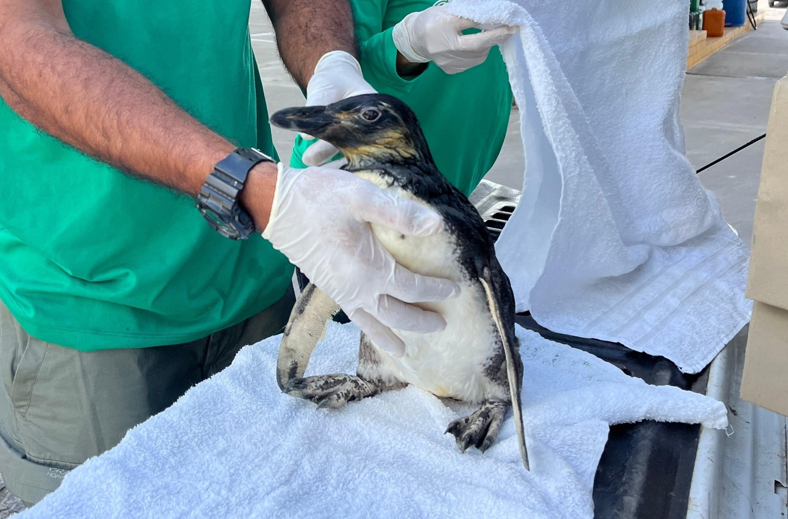 Público participa da escolha do nome de pinguim no Aquário Paraíba