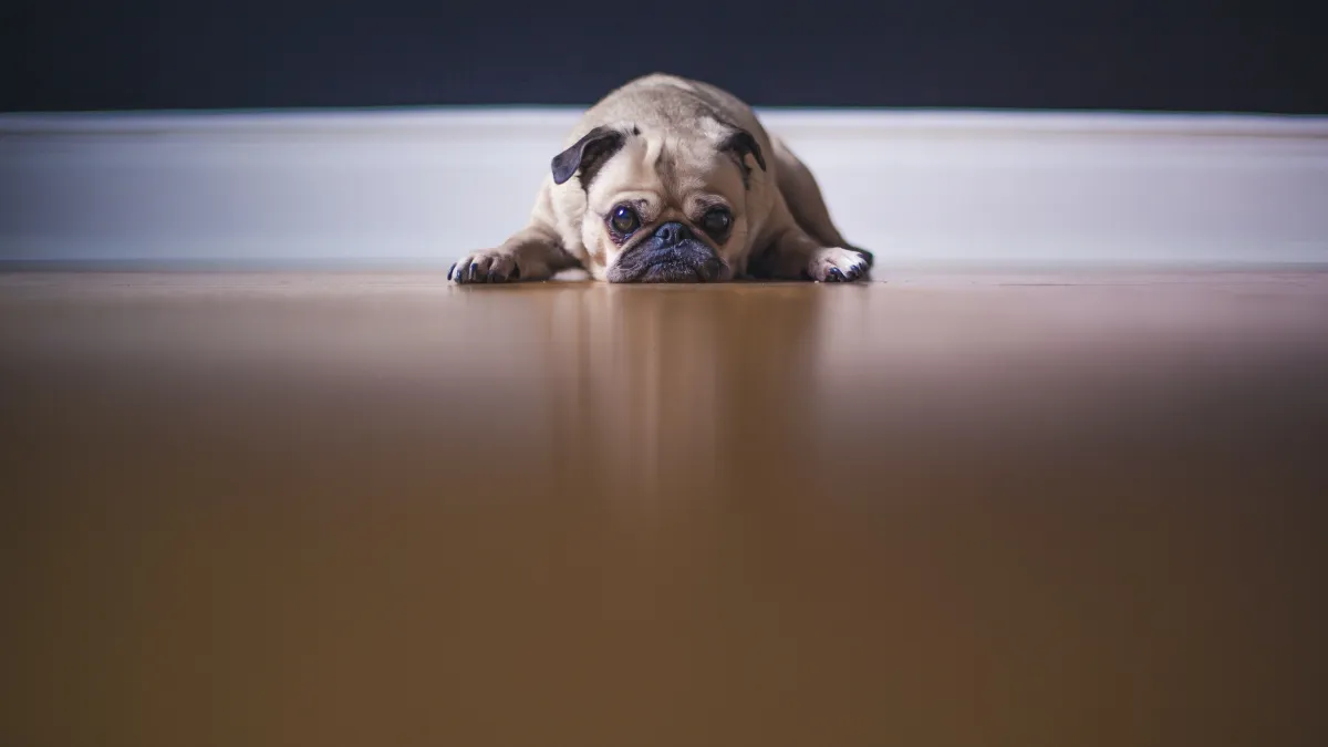 Dicas para acolher seu pet durante a queima de fogos no Réveillon