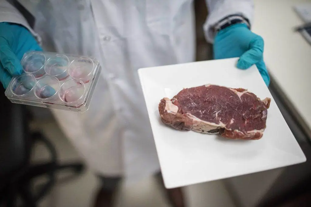 Mercado global de carne cultivada pode quadruplicar até 2034, indica relatório