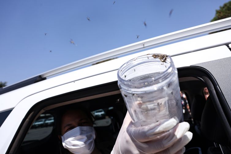 Ministério da Saúde libera mosquitos estéreis para controle do Aedes aegypti