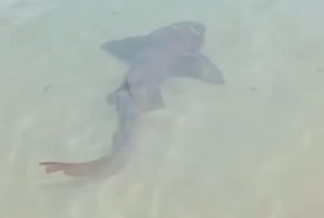 Tubarão-lixa é avistado na praia de Ponta Negra em Natal