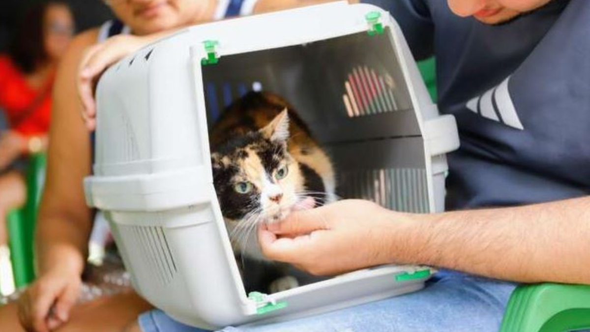 Mutirão gratuito de castração de gatos em Fortaleza oferece 120 vagas