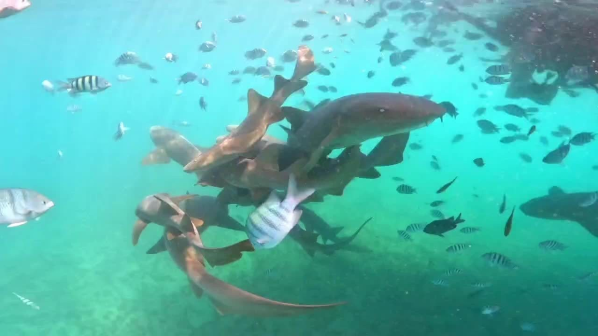 ICMBio reforça ações educativas após turista ser mordida por tubarão em Noronha