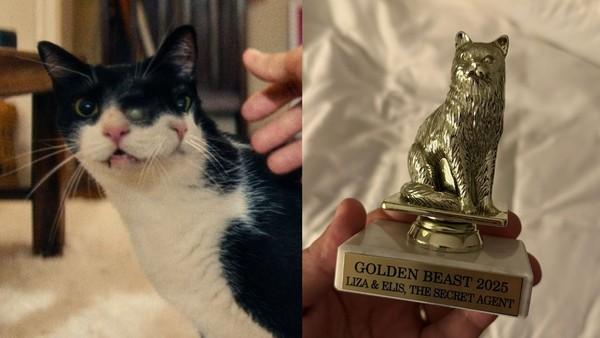 Gata premiada com Golden Beast foi atraída por petiscos no agente secreto