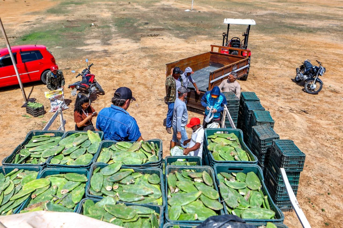 Palma forrageira como alimento e recuperação do solo no Piauí durante seca
