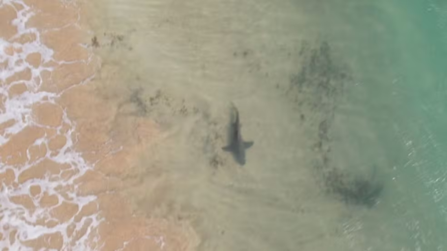 Pernambuco retoma monitoramento de tubarões para prevenção eficaz