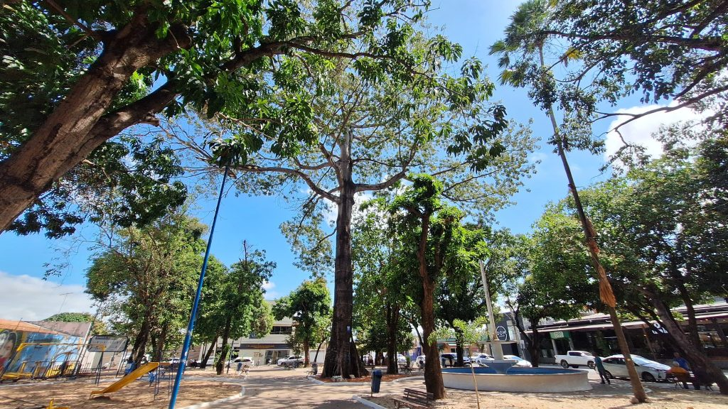 Imperatriz precisa plantar entre 60 e 80 mil árvores para melhorar urbanismo