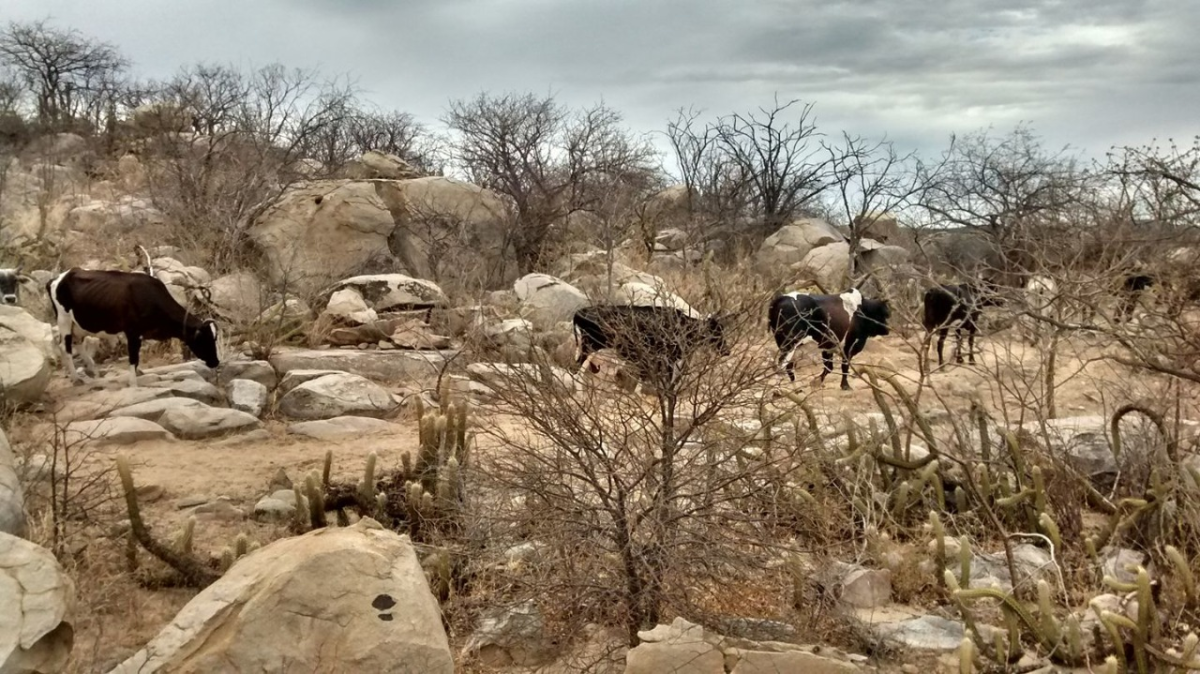 Rio Grande do Norte lidera em cidades em situação de emergência por seca