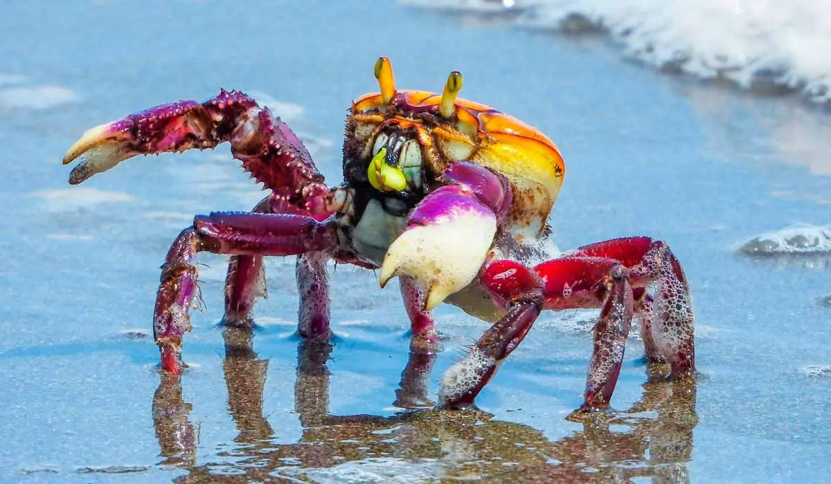 Defeso do caranguejo-uçá no litoral do Piauí começa com fiscalização reforçada