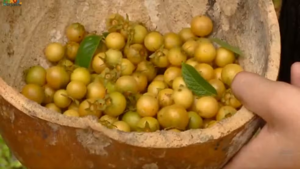 Buriti, guabiraba e pitomba como fonte de renda no Piauí