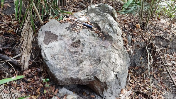 Troncos petrificados de 280 milhões de anos são achados no interior do Piauí