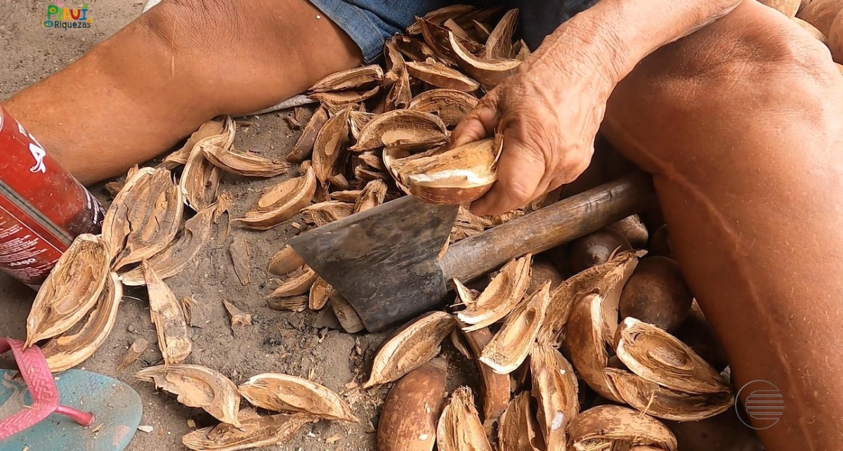 UFPI anuncia processo seletivo para indígenas e quebradeiras de coco em 2026