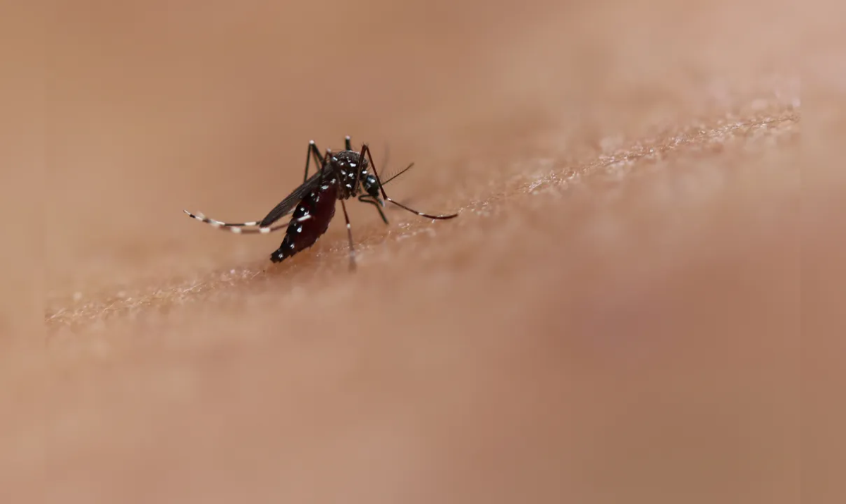 Paraíba registra mais de 300 casos prováveis de arboviroses em janeiro de 2026