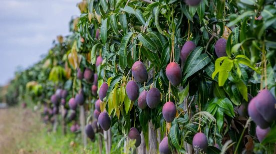 Redução da tarifa da manga na Coreia do Sul impulsiona exportações do Nordeste