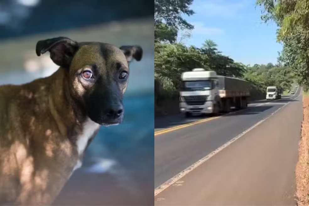 Câmara de Teresina mantém veto a projeto que obrigava socorro a animais atropelados