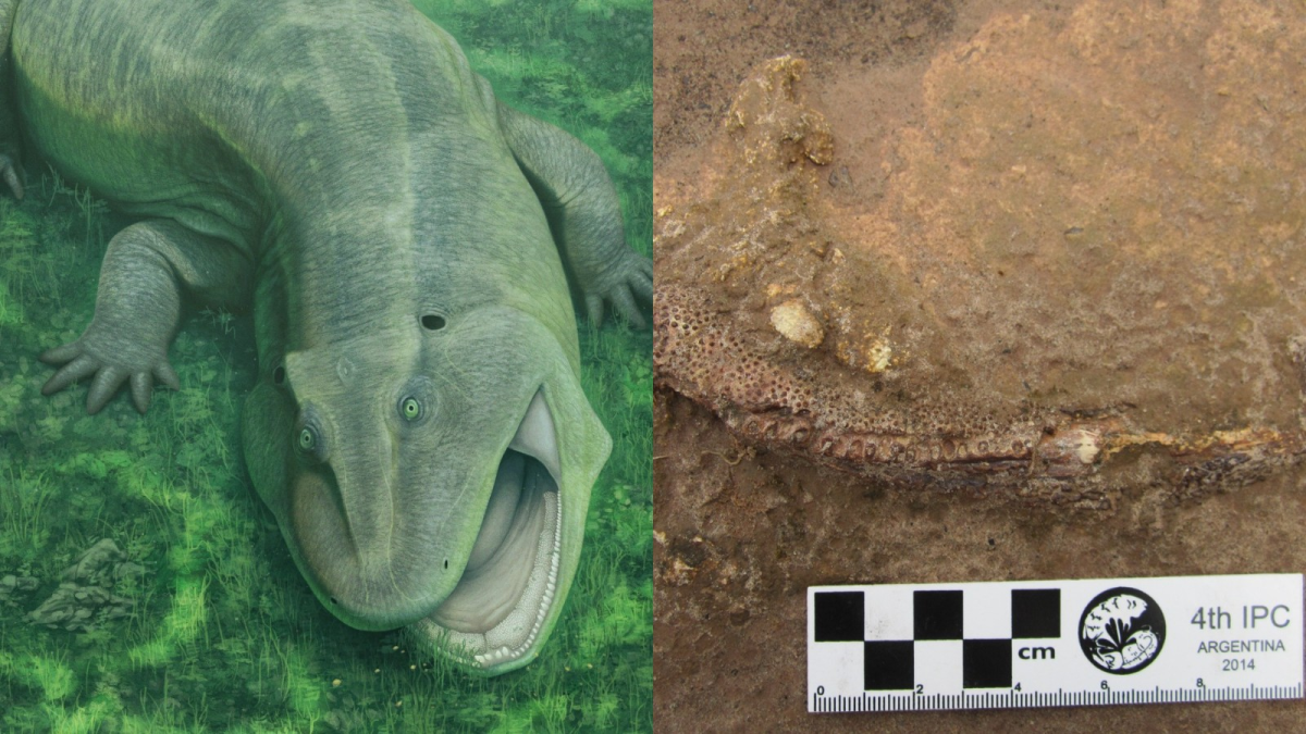 Espécie de anfíbio descoberta no PI vive antes dos dinossauros