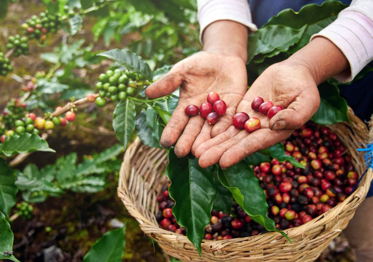 Alagoas colhe primeira safra de café e investe na cadeia produtiva
