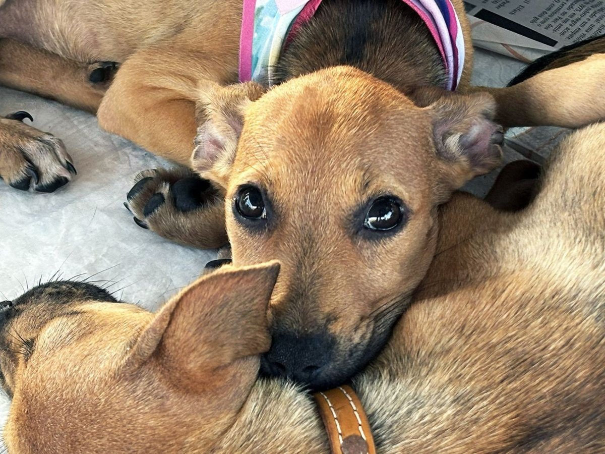 Campanha de adoção e vacinação gratuita de pets movimenta Aracaju neste fim de semana