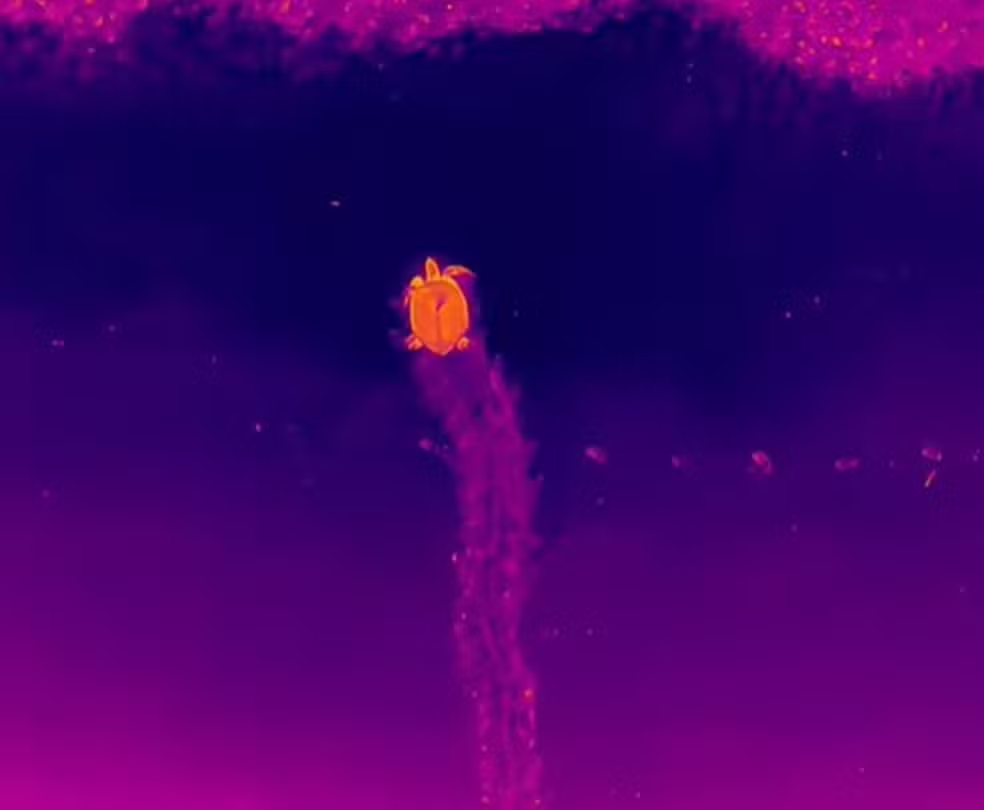 Desova de tartaruga é monitorada com sensor térmico e IA na Paraíba