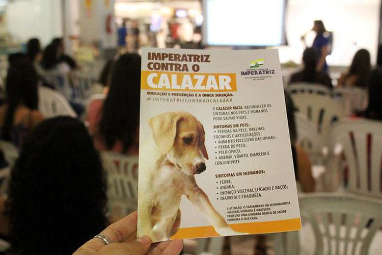 Imperatriz registra seis casos de calazar em humanos em meio a surto em cães