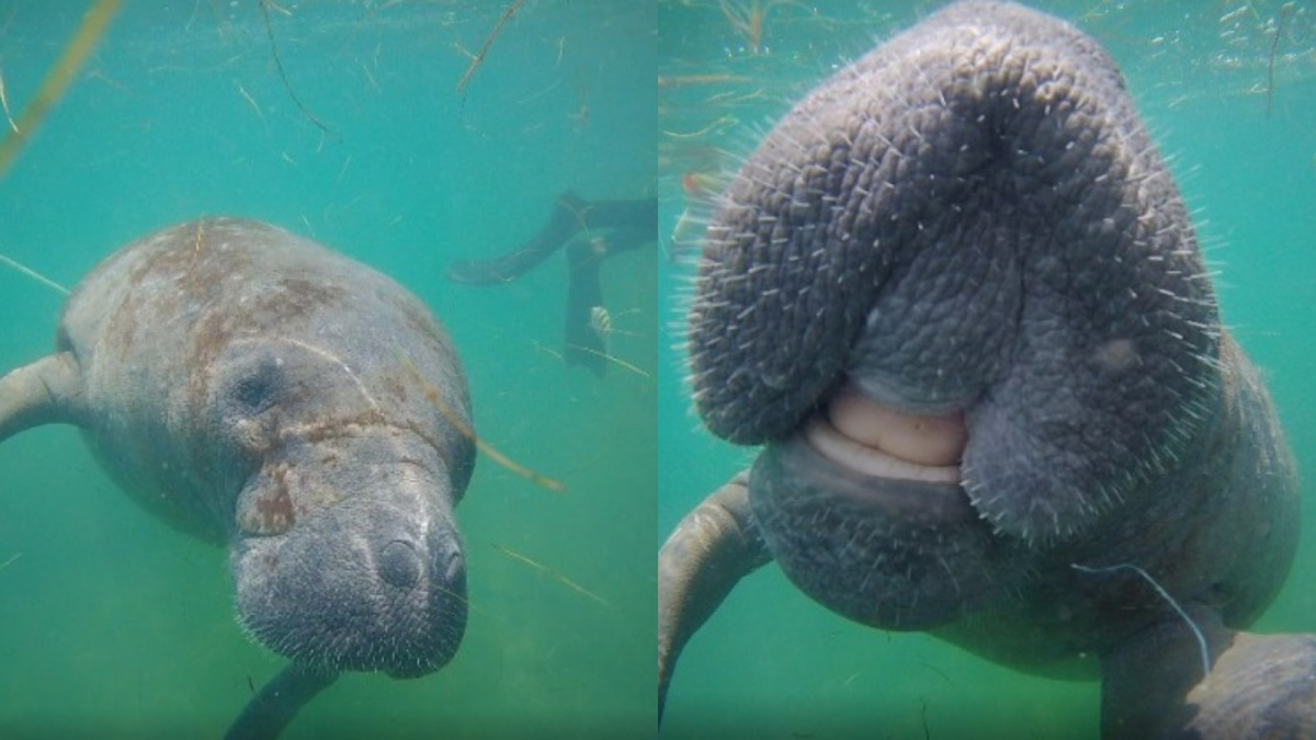 Viagem de 200 km: Peixe-boi Jaci surpreende biólogos e aparece no litoral de Fortaleza