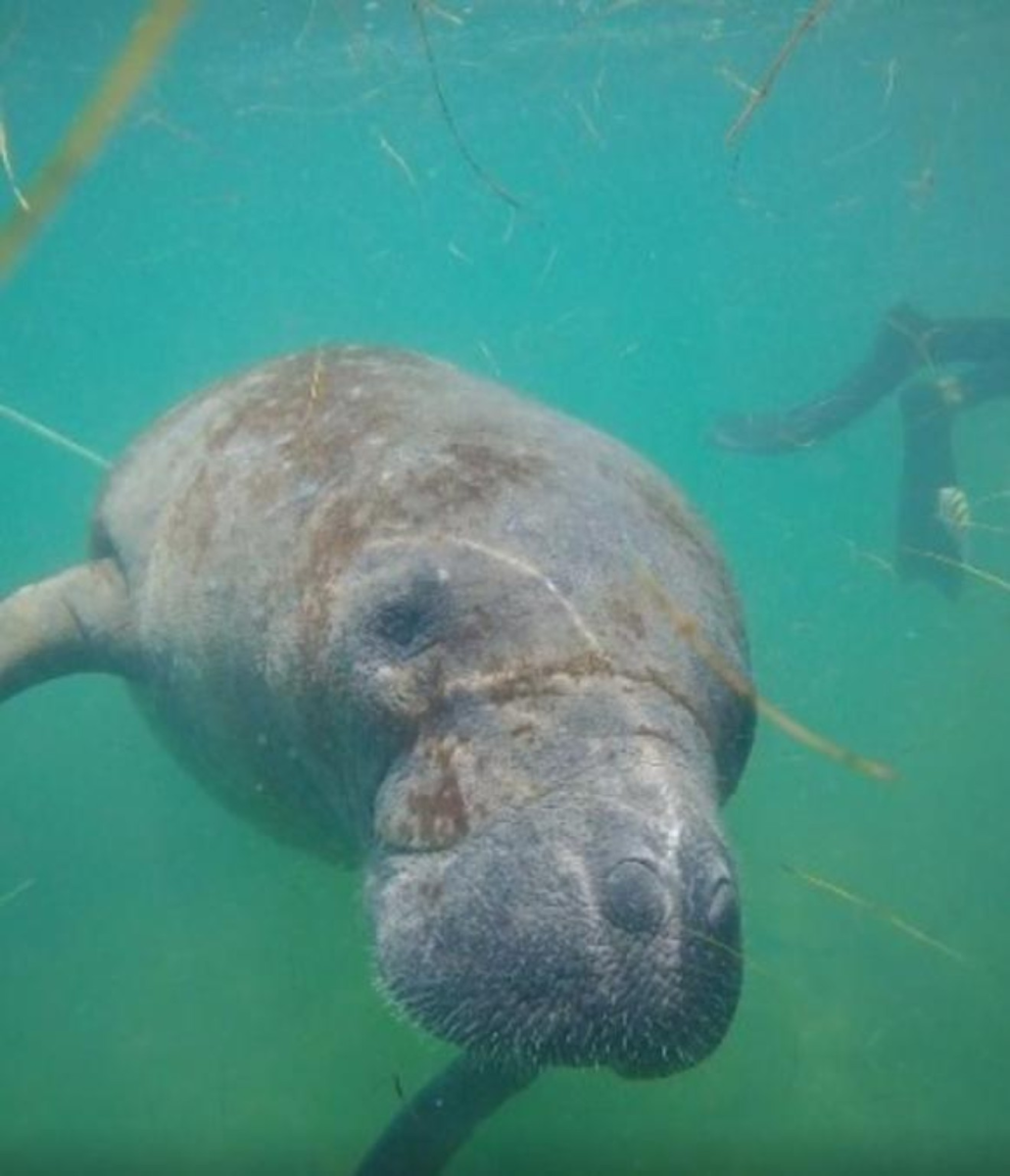 Viagem de 200 km: Peixe-boi Jaci surpreende biólogos e aparece no litoral de Fortaleza
