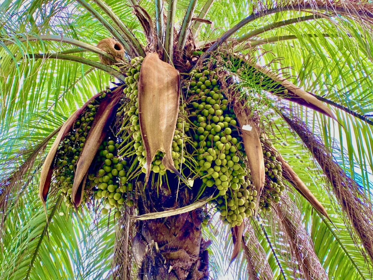 Petróleo verde: Como a macaúba e o agave do Sertão vão ancorar investimentos de US$ 3 bilhões na Bahia