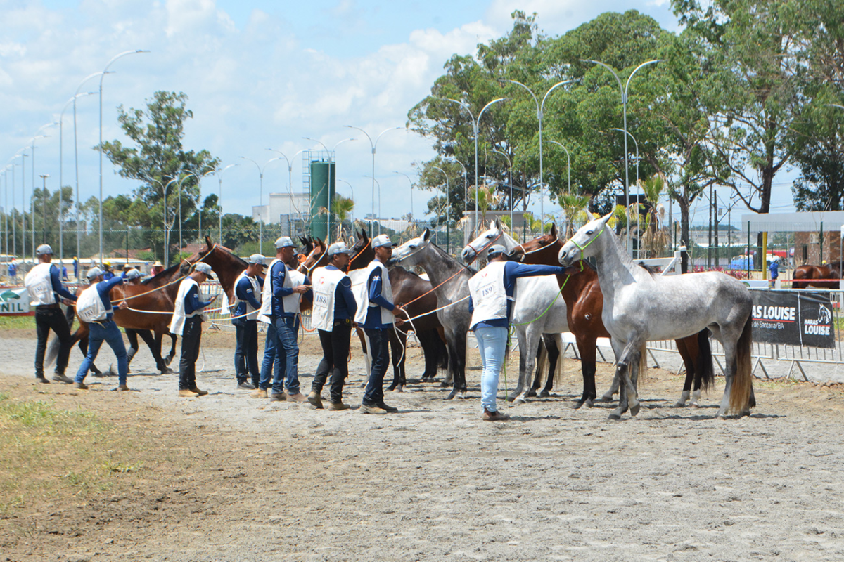 Vilas Temáticas e Cavalo Campolina: Tudo sobre a Expo Portal 2026, o supervento gratuito que vai parar Feira de Santana