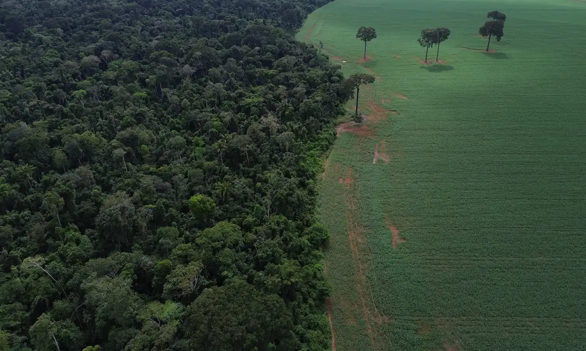 Brasil reduz desmatamento, mas ainda perde 17 parques por dia