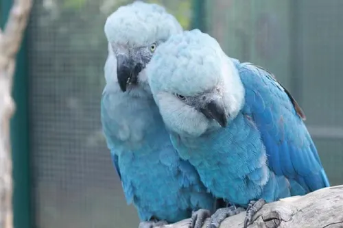 O que colocou uma das aves mais raras do mundo em alerta no Nordeste?