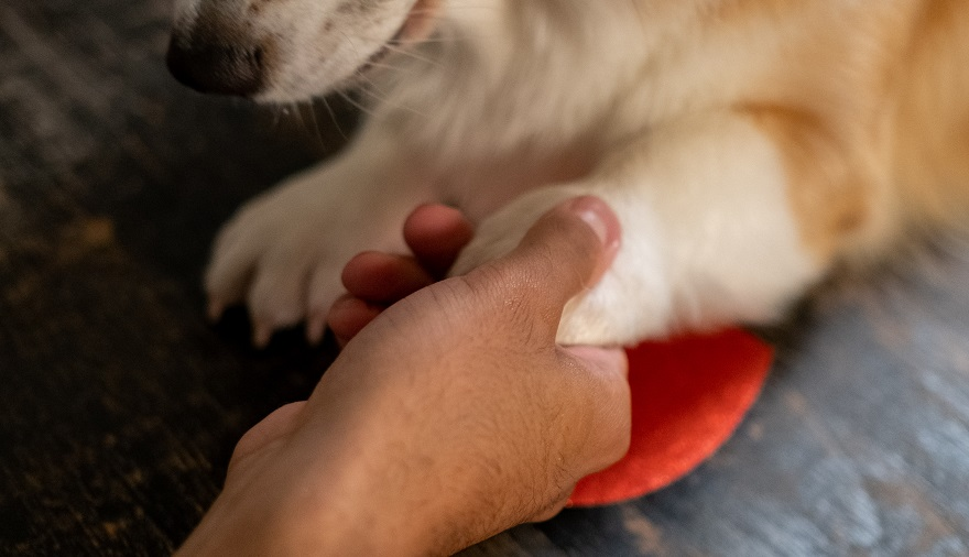 Justiça de Pernambuco condena Gol a indenizar passageiro impedido de viajar com animal de suporte emocional