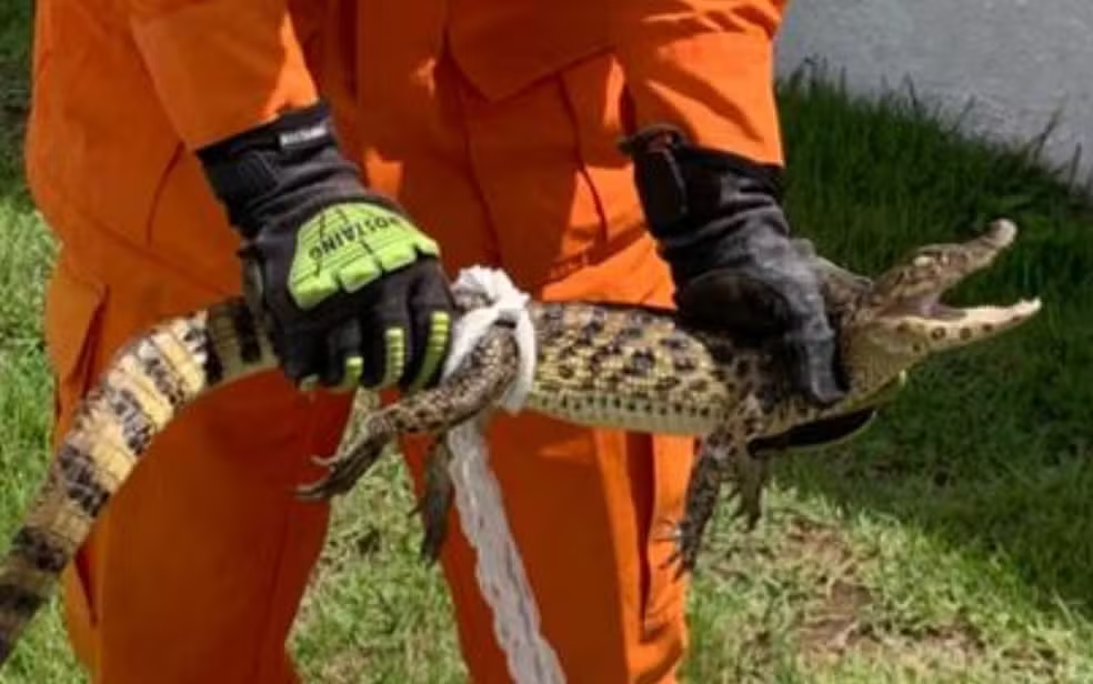 Filhote de jacaré é resgatado em hospital de Lagarto