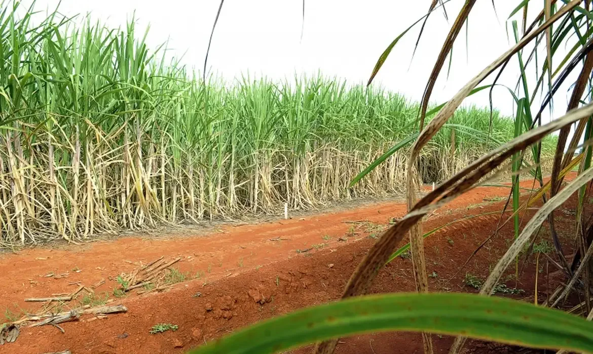 Safra de cana no Nordeste cresce 3,7% em 2026/27