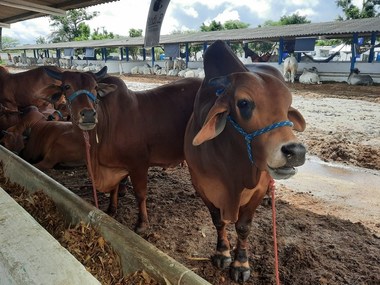 Expapi 2026: Campina Grande abre as portas para a maior vitrine do agronegócio paraibano