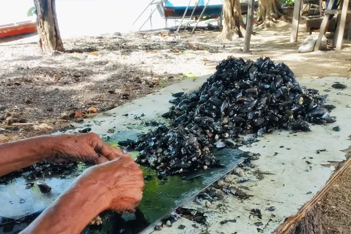 Resistência na Parte Alta: Marisqueiras do Cidade Sorriso denunciam abandono e custos altos após realocação