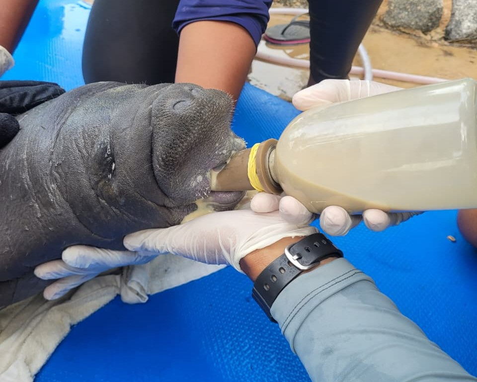 Resgate Ambiental: Filhote de peixe-boi-marinho é salvo na Baía da Traição e levado para reabilitação