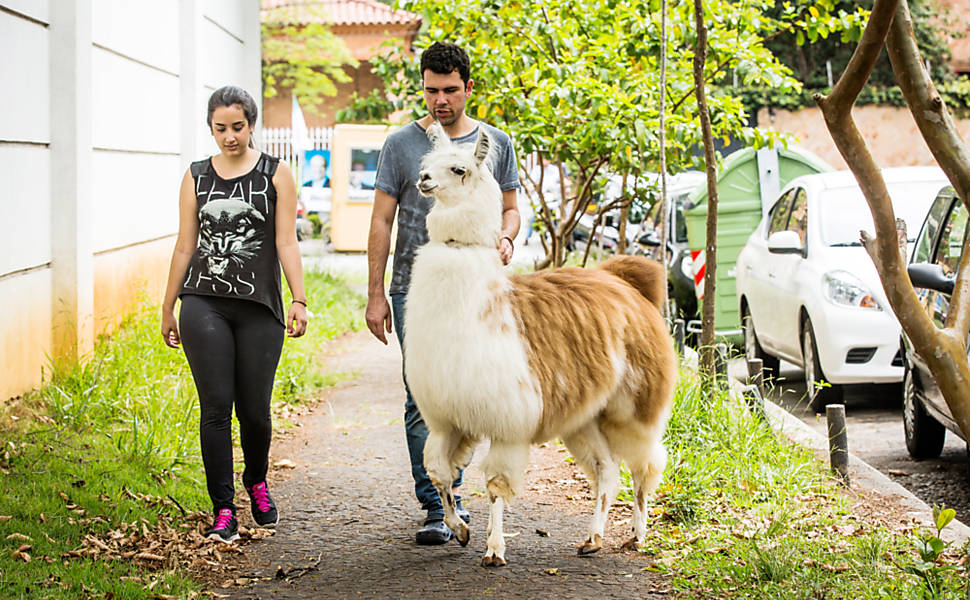 Vida de rei: Alpacas de R$ 60 mil ganham quarto com ar-condicionado para aguentar o calor de Teresina