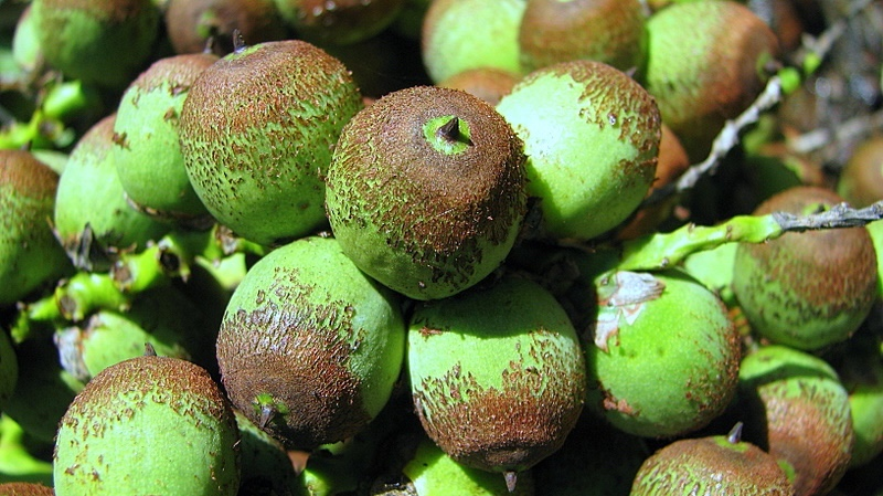 Conheça o licuri, fruto ancestral que une ciência, sustentabilidade e empreendedorismo feminino
